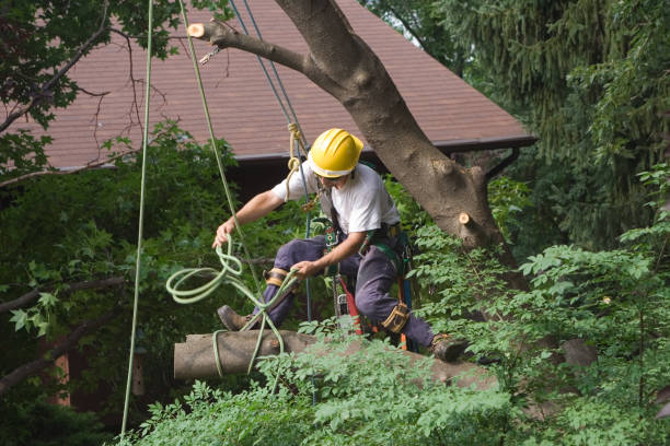 Best Commercial Tree Removal  in USA